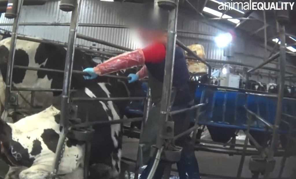 Wstrząsające nagrania z farmy mlecznej w Walii. Krowy kopane i bite