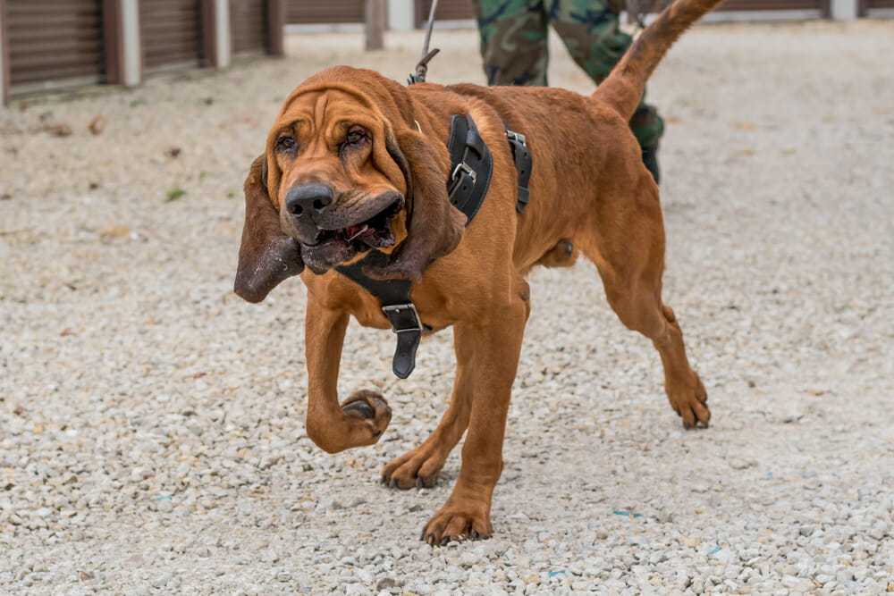 Policyjny bloodhound odnajduje porwaną 6-latkę tropiąc jej zapach