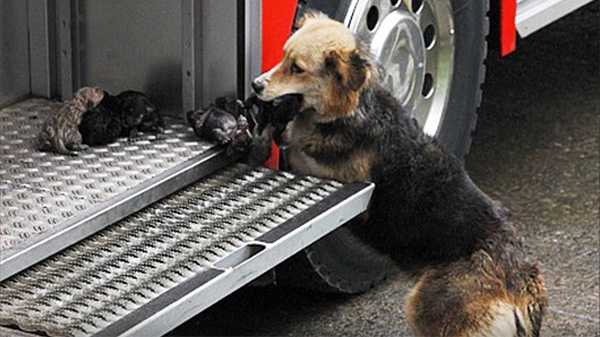 Ta psia mama przeszła 5 razy przez płomienie by uratować swoje młode z pożaru. Poruszająca historia