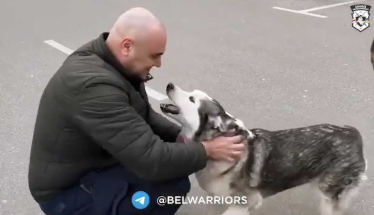 Żołnierze walczący na Ukrainie pomagają zagubionemu psu odnaleźć właściciela