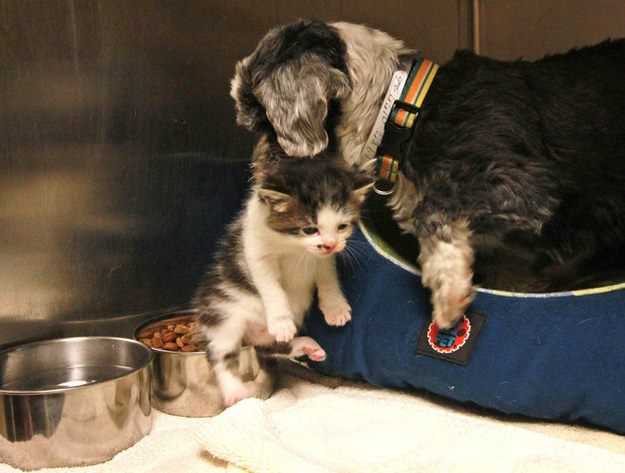 Znaleźli rannego bezdomnego psa w ciernistym żywopłocie. Kiedy chcieli mu pomóc oniemieli z wrażenia