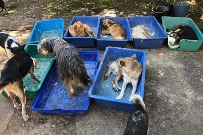 Głodujące zwierzęta z Chersonia pilnie potrzebują ratunku. Ponad 700 psów i kotów nie przetrwa tej wojny bez naszej pomocy
