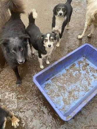 Głodujące zwierzęta z Chersonia pilnie potrzebują ratunku. Ponad 700 psów i kotów nie przetrwa tej wojny bez naszej pomocy