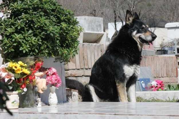 Ten pies mieszka od 6 lat na cmentarzu przy grobie właściciela. Tak bardzo go kochał.