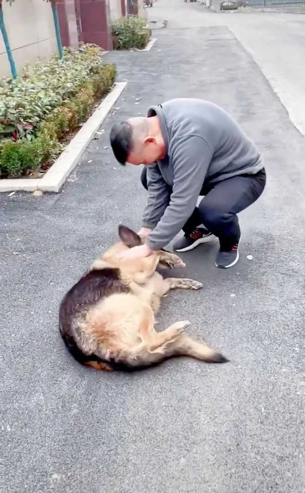 Emerytowany pies policyjny wzrusza się, gdy po latach spotyka swojego byłego partnera