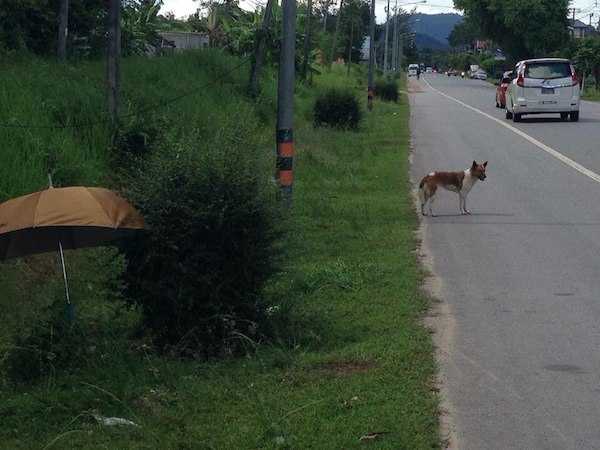 Wyrzucili psa przy drodze. Ten czekał w tym samym miejscu 2 miesiące w nadziei, że wróci do domu