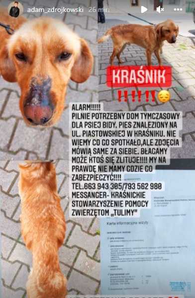 Adam Zdrójkowski apeluje o pomoc dla bezdomnego psa. Potrzebne jest pilne wsparcie