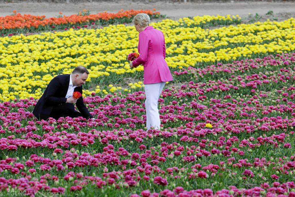 Andrzej Duda przedstawia: "Oto tulipan Agata". Chrzest tulipanów i kwiat "wyjątkowy jak pierwsza dama"