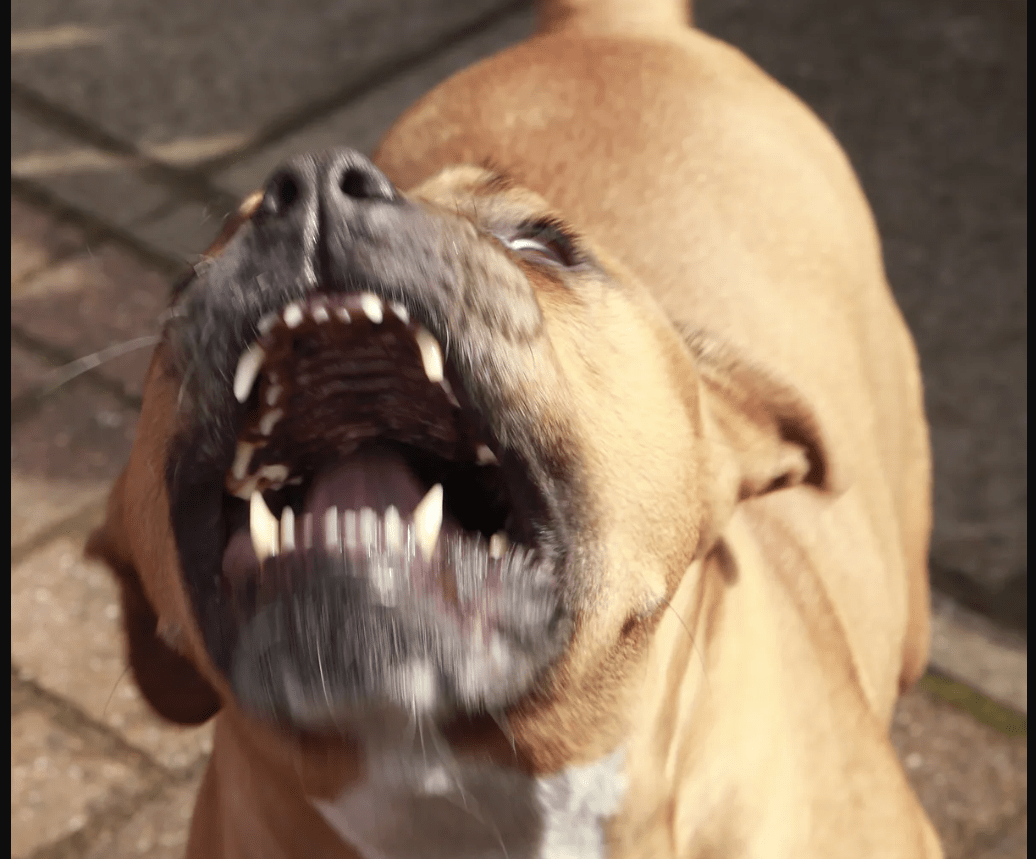 Horror w Teksasie. Rozwścieczony pies nieomal zabił właścicielkę. Zjadł jej kawałek ręki