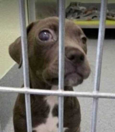 Ten ślepy szczeniak czekał w schronisku na eutanazję bo nikt go nie chciał.