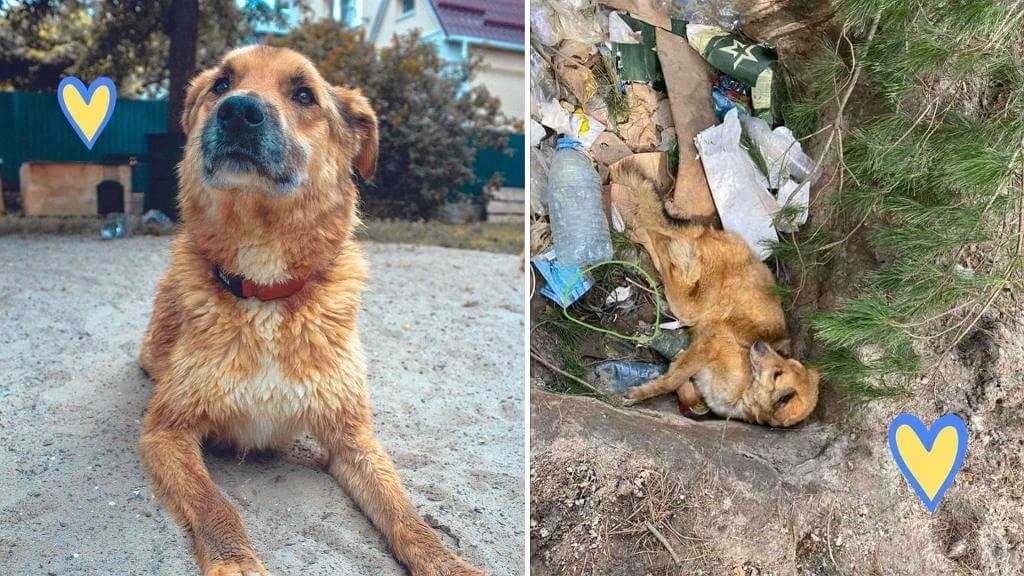 Rosjanie zaminowali rannego psa. Dzięki saperom Lis trafił pod opiekę weterynarza. "Pozostańmy ludźmi"