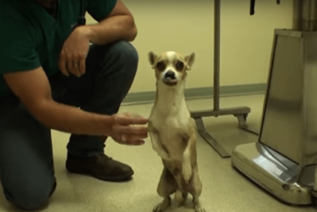 Maleńki chihuahua czekał na eutanazję w schronisku. Powodem były chore łapki.