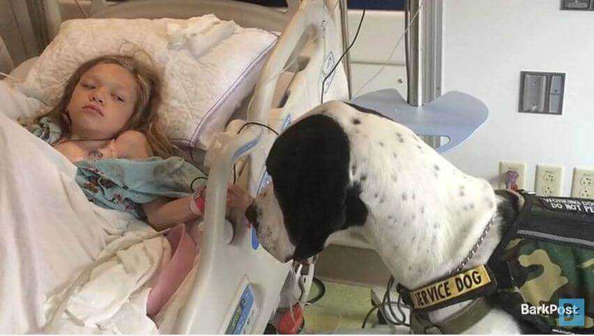 Matka chorej córeczki płakała kiedy pies rzucił się na dziewczynkę. Wzruszająca historia.
