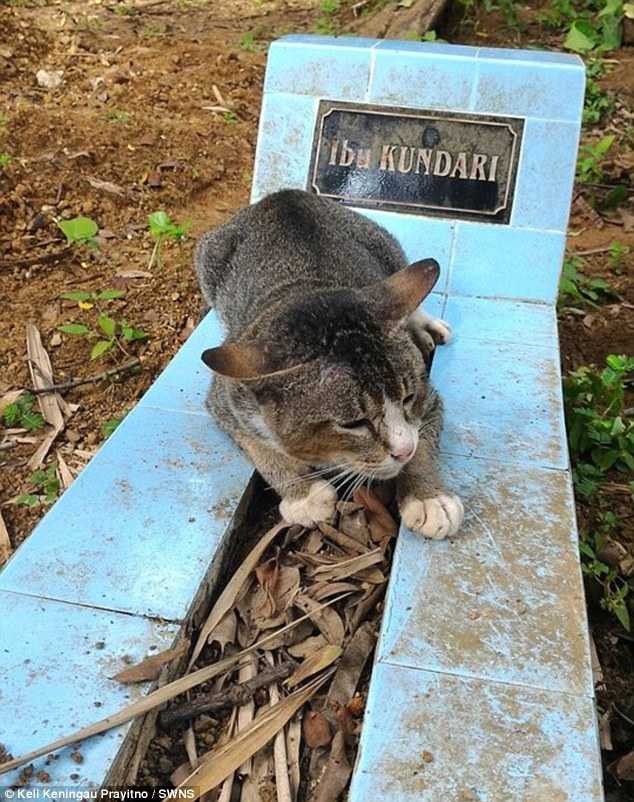 Ten kot zamieszkał na grobie na cmentarzu. Będziesz płakać jak poznasz powód. Wzruszające.