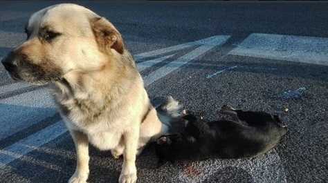 Potrącił psa i uciekł. Pies leżał na drodze. To co zrobili jego psi przyjaciele powoduje że płaczę.