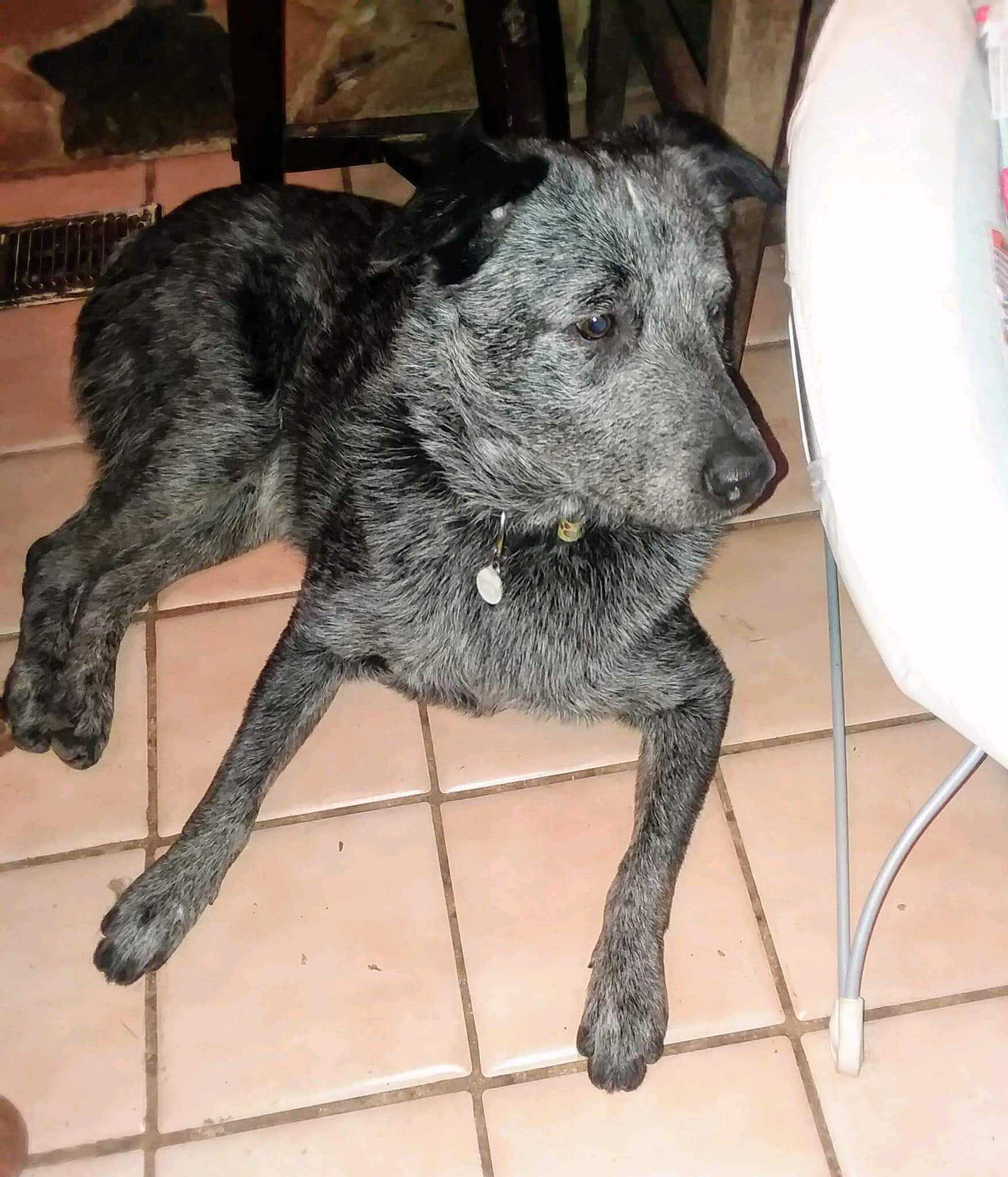 Zaginiony pies, który pomógł rodzinie w żałobie, odnalazł się po 11 miesiącach