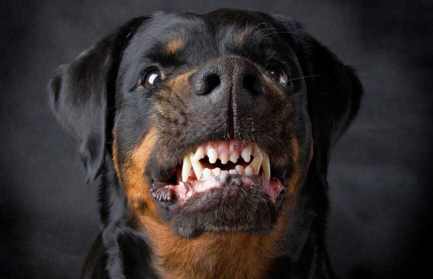 Horror w domu pomocy. Rottweiler uciekł ze spaceru, by zaatakować wolonariuszkę