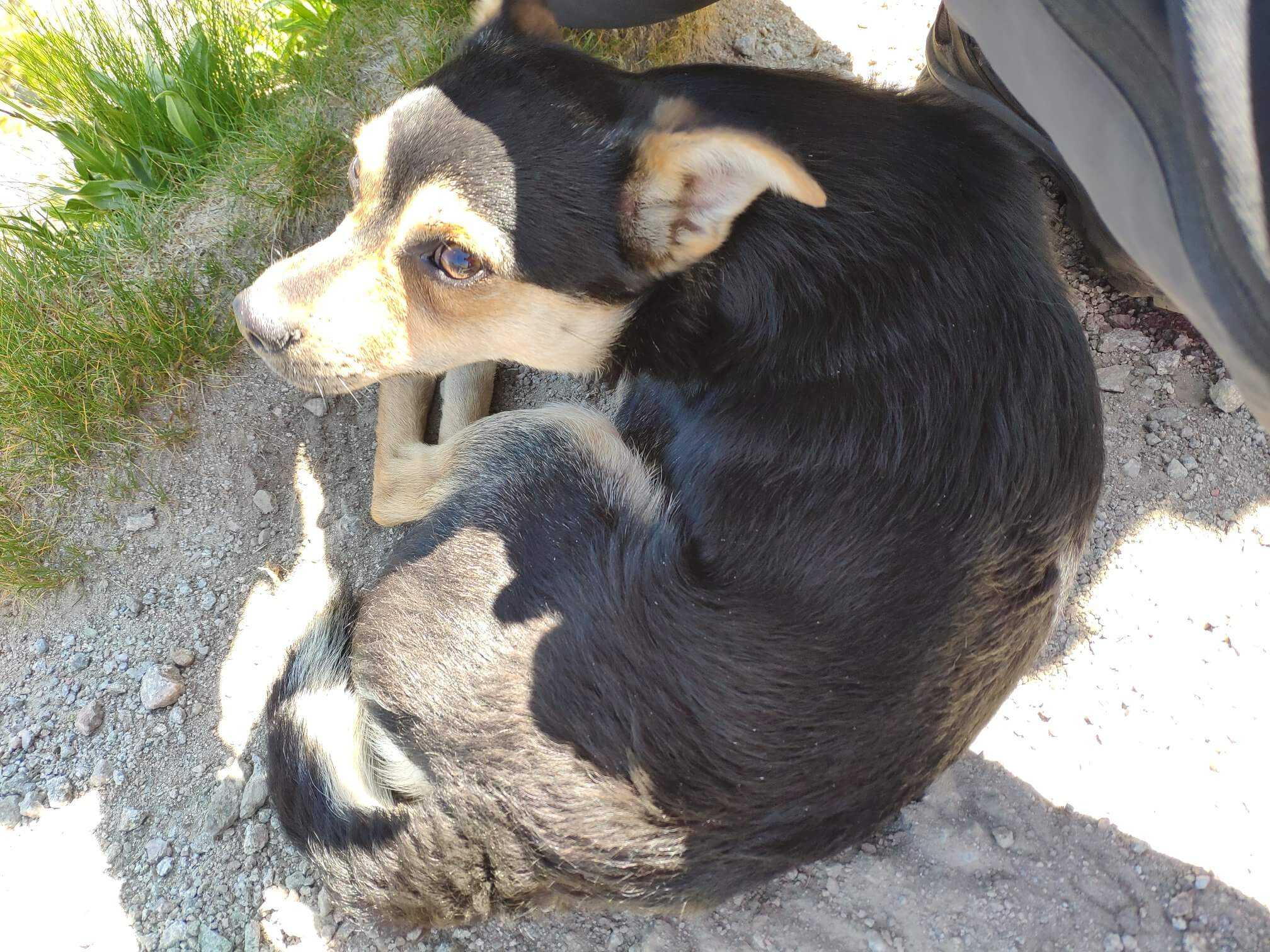 Rodzina pojechała na urlop w Tatry. Swojego psa zostawili na szczycie góry i odjechali.