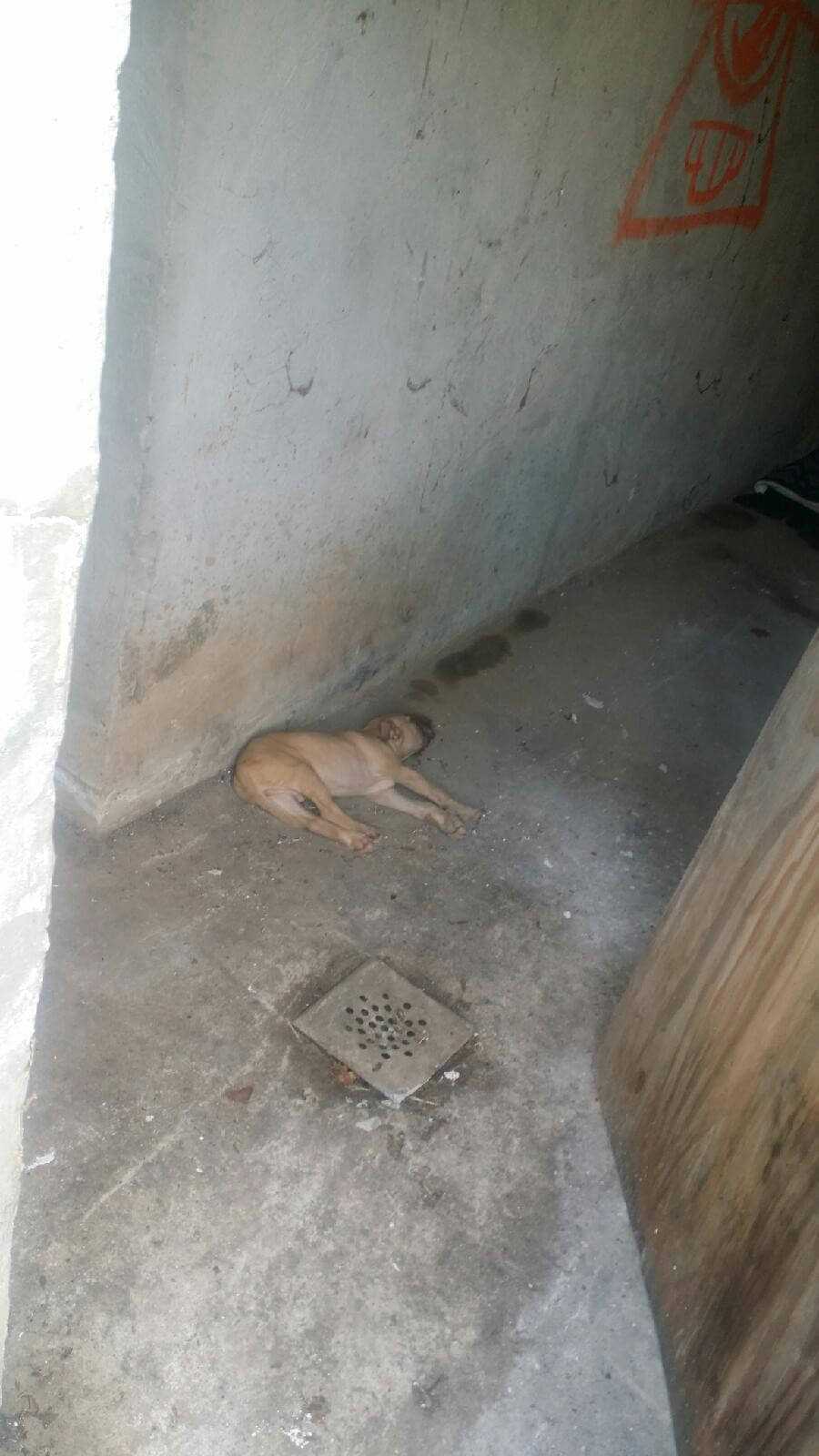 Ten szczeniak umierał na betonowej podłodze. Został porzucony ranny. Bez szans na ratunek.