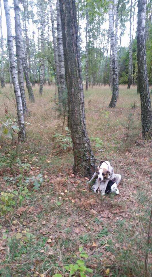 Znaleźli w lesie suczkę z 5 szczeniakami przywiązaną 5kg łańcuchem do drzewa. Bez szans.