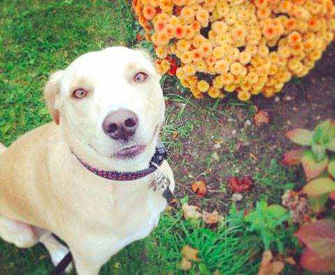 Oddali tego labradora do schroniska. Siedział w kącie bez nadziei. Kiedy poznasz powód oddania