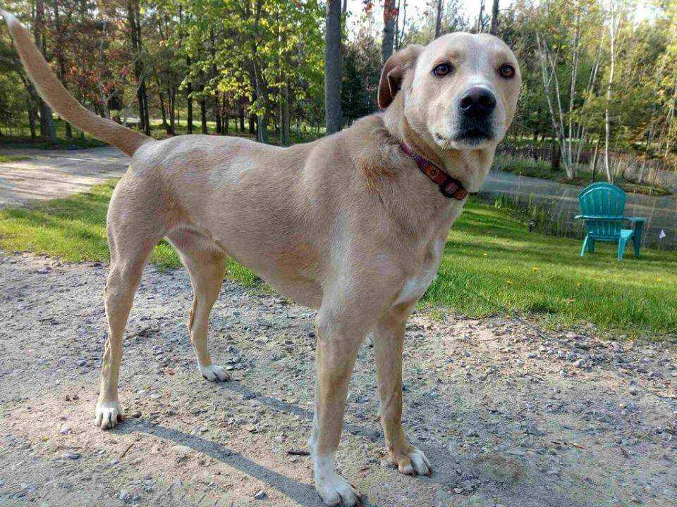 Oddali tego labradora do schroniska. Siedział w kącie bez nadziei. Kiedy poznasz powód oddania