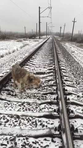 Ranną suczkę na torach ochraniał psi przyjaciel. Wtedy przejechał po nich pociąg...