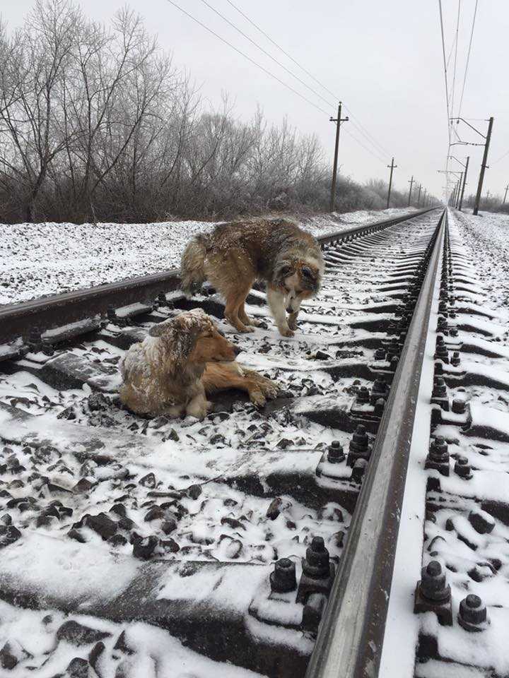 Ranną suczkę na torach ochraniał psi przyjaciel. Wtedy przejechał po nich pociąg...