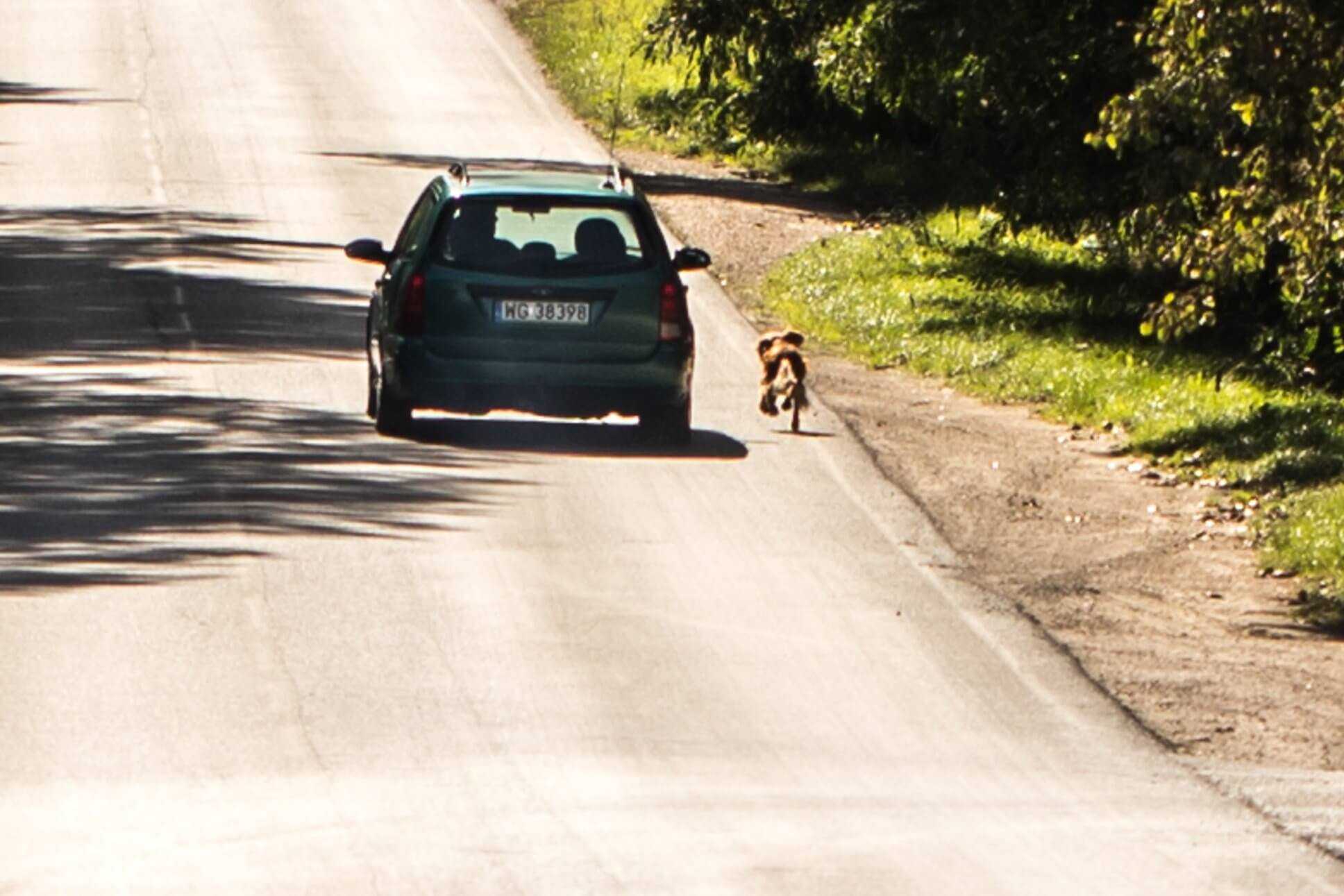 Wyrzucił psa z samochodu. Pies błagał aby go nie zostawiać. Biegł za autem kilka kilometrów.