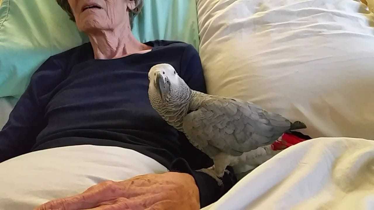 Umierająca kobieta żegna się ze swoją papugą: reakcja ptaka sprawiła, że zalałam się łzami